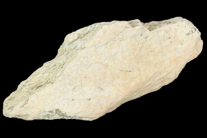 Hadrosaur Bone Fragment - Montana #103195